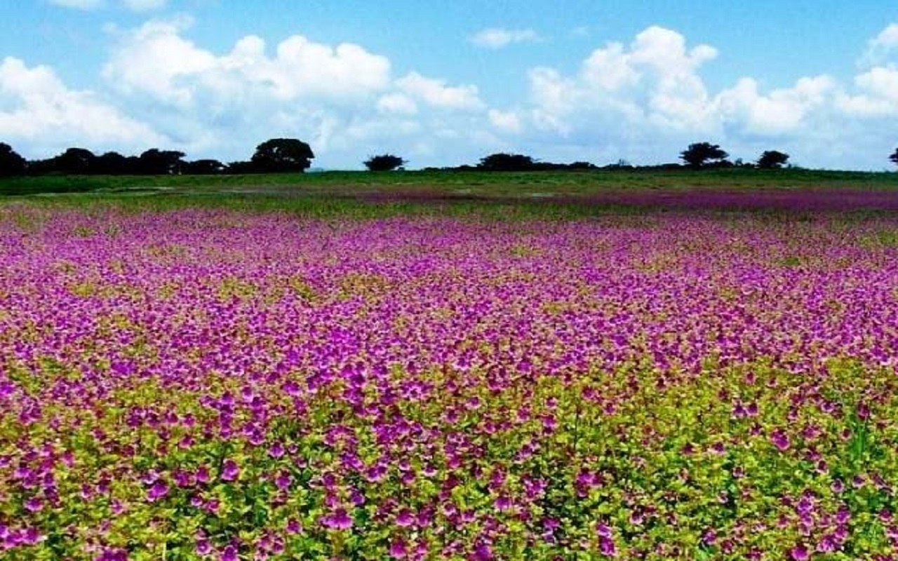 Travel Tips: Kaas Plateau changes color twice a week, definitely visit once