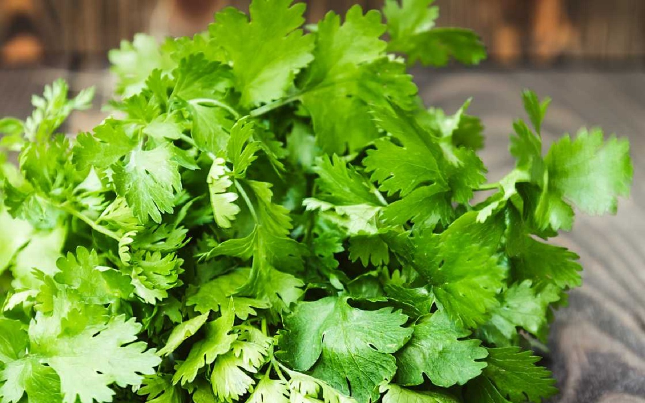 Beauty Tips: Use coriander leaves in this way, the beauty of your face will increase