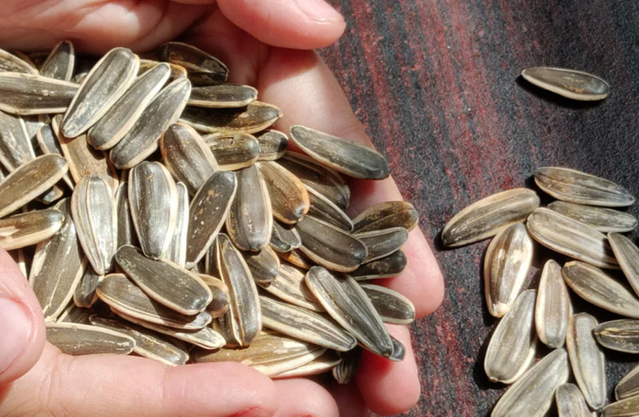 Health Tips: Sunflower seeds are beneficial for health in many ways, you will be surprised to know the benefits.