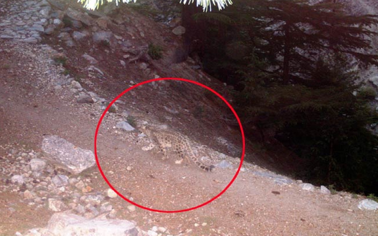 Rare 'Snow Leopard' seen in Nanda Devi Biosphere Reserve forest area.