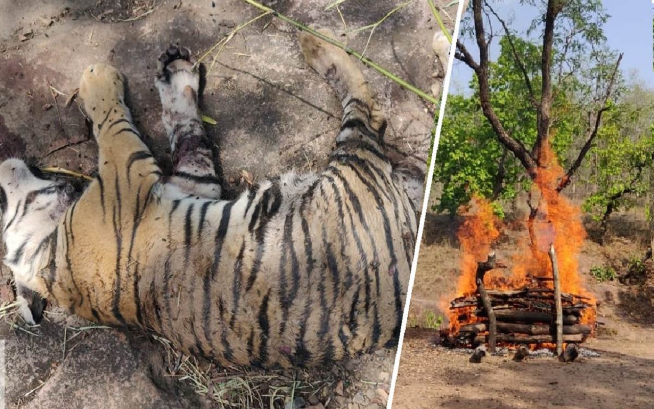 MP: Tiger cub found dead in Bandhavgarh reserve