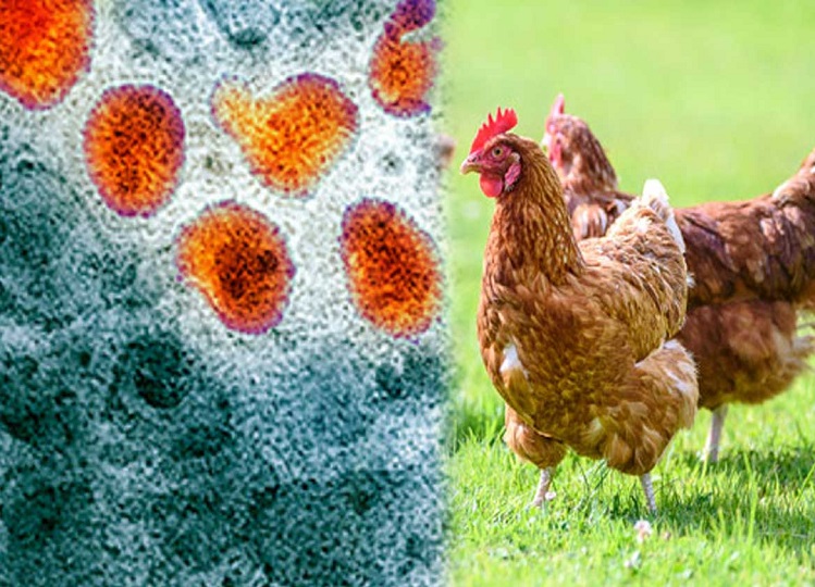 The threat of a new pandemic now looms over the world; Avian Influenza A has increased the world's concern