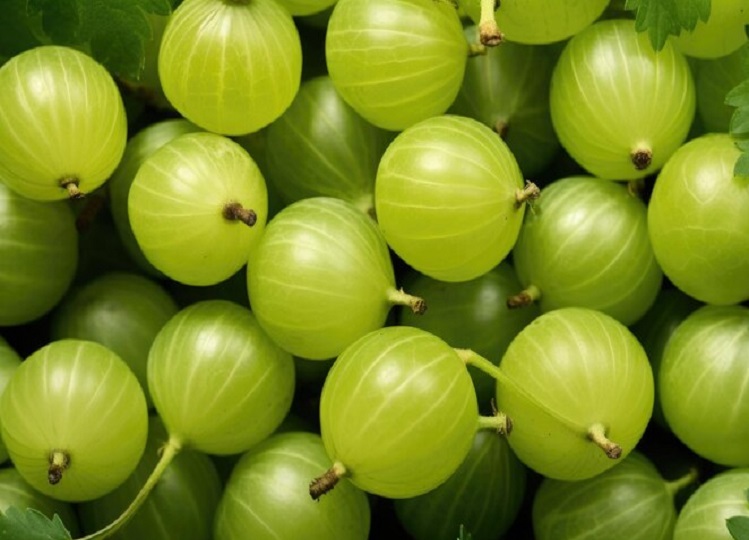 Health Tips: Amla is a wonderful treasure for health, consuming it gives these benefits