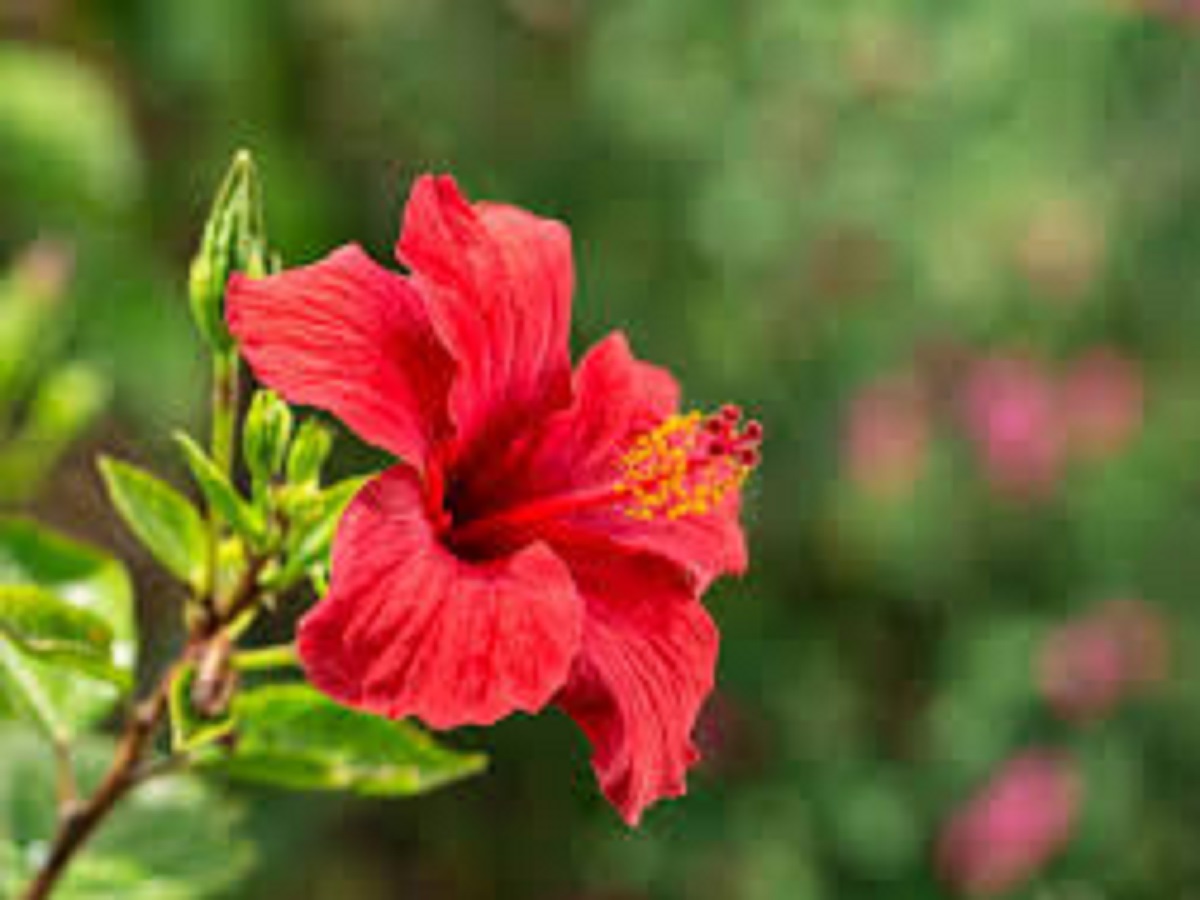 Beauty Tips: Hibiscus reduces wrinkles and fine lines on the skin and makes it youthful, it provides these benefits
