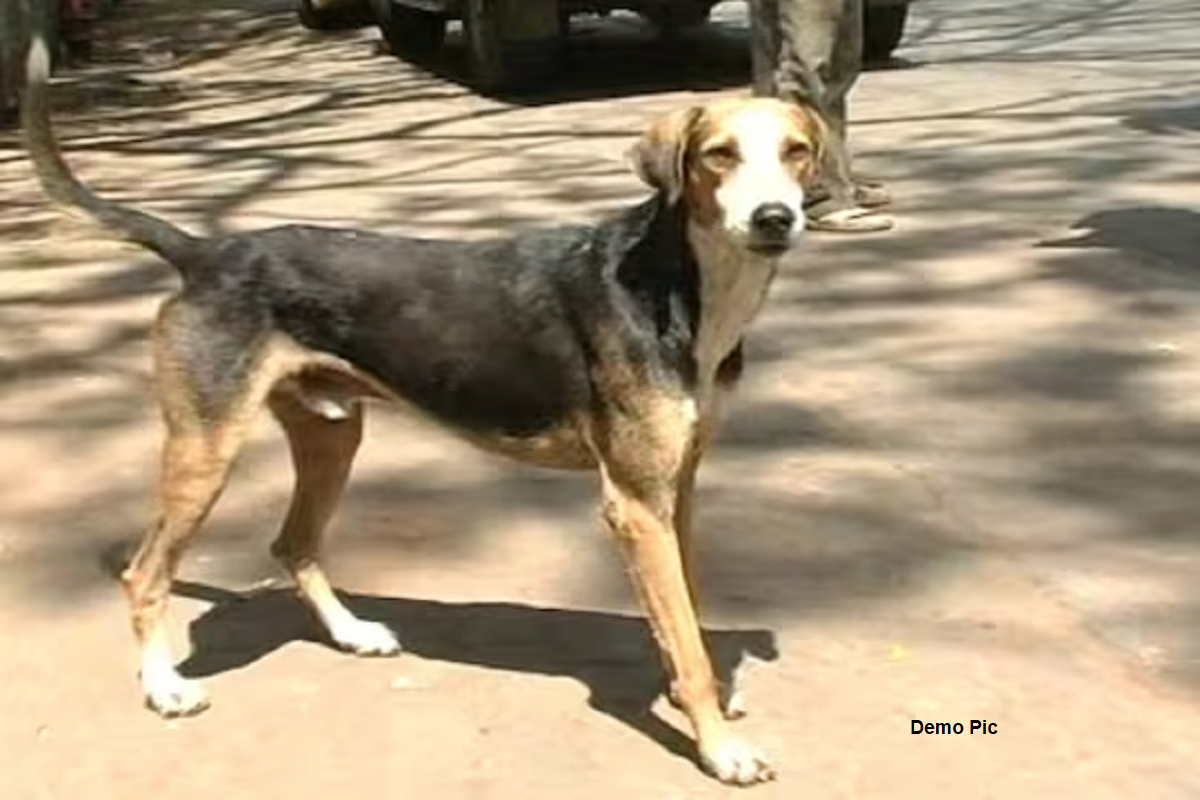 Ajmer News: A faithful dog was tied with a wire and dragged for two kilometers, died