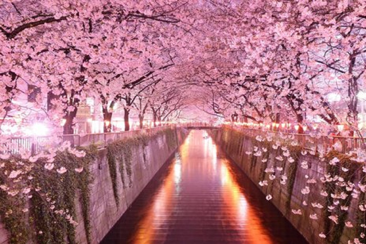 Travels Tips : Enjoy the cherry blossom season in Japan to make the most of your holiday