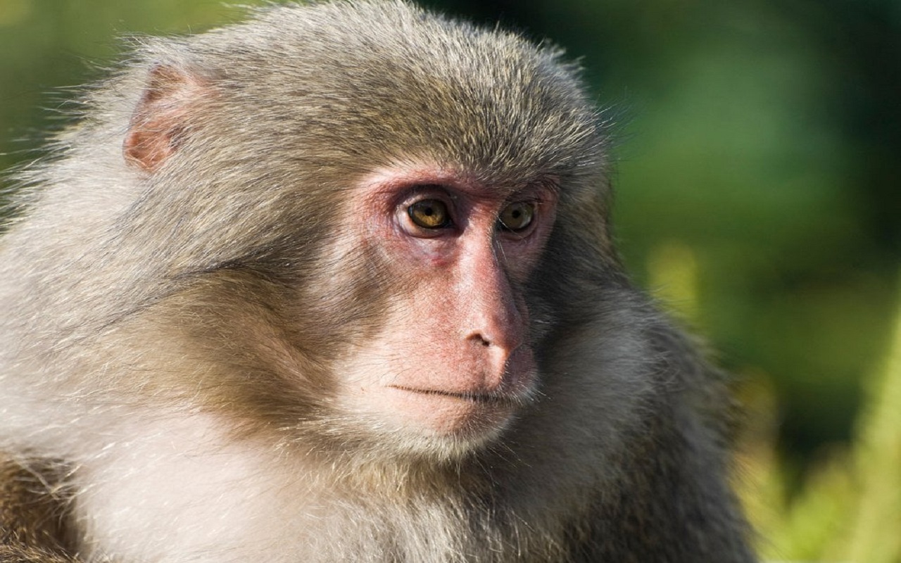 Monkeys snatched a liquor bottle and created a ruckus again