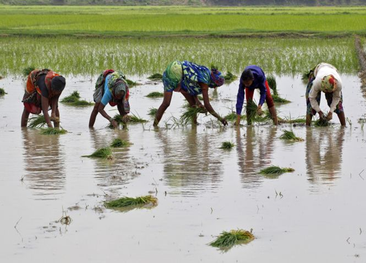 Rs 650 crore transferred to 65 lakh farmers of Rajasthan under PM-Kisan Samman Nidhi Yojana: Minister