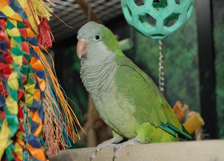 Vastu Tips: Is it auspicious or inauspicious to keep a parrot in the house? Know what Vastu says