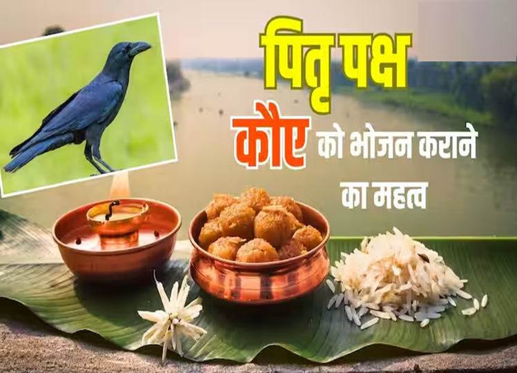 Pitru Paksha 2024: Why is crow fed Shraddha food? The secret is hidden in Garuda Purana