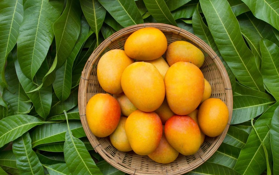 Health Tips: Mango leaves are very beneficial for health, consume them in this way.