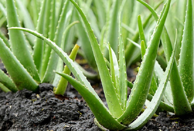 Beauty Tips: Aloe vera is very beneficial for your skin, if you use it like this you will get benefits