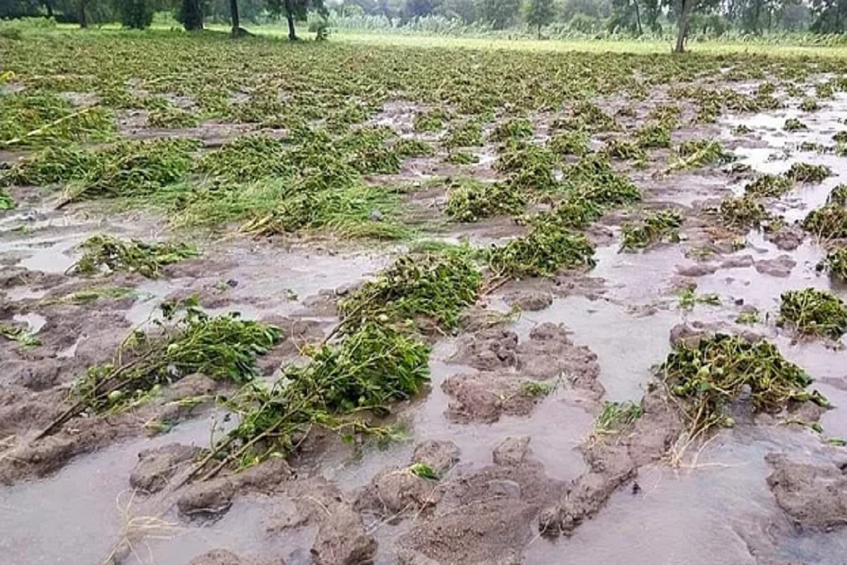 Rajasthan : Coriander crops may suffer heavy losses due to rain