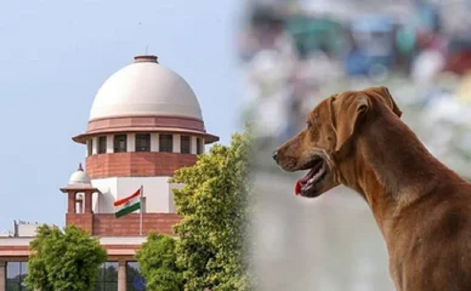 Supreme Court gave a big decision regarding dogs, said- not all dogs will be kept in shelter homes, after vaccination...
