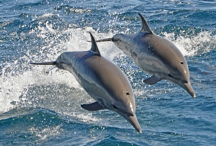 Travel Tips: You will get to see dolphins on these beaches of India, make a plan to visit