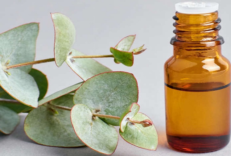 Health Tips: Massaging with Eucalyptus oil removes these problems