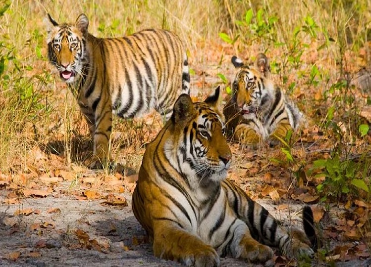 Rajasthan: Dholpur-Karauli will be the fifth Tiger Reserve of Rajasthan, 50 villages will be displaced