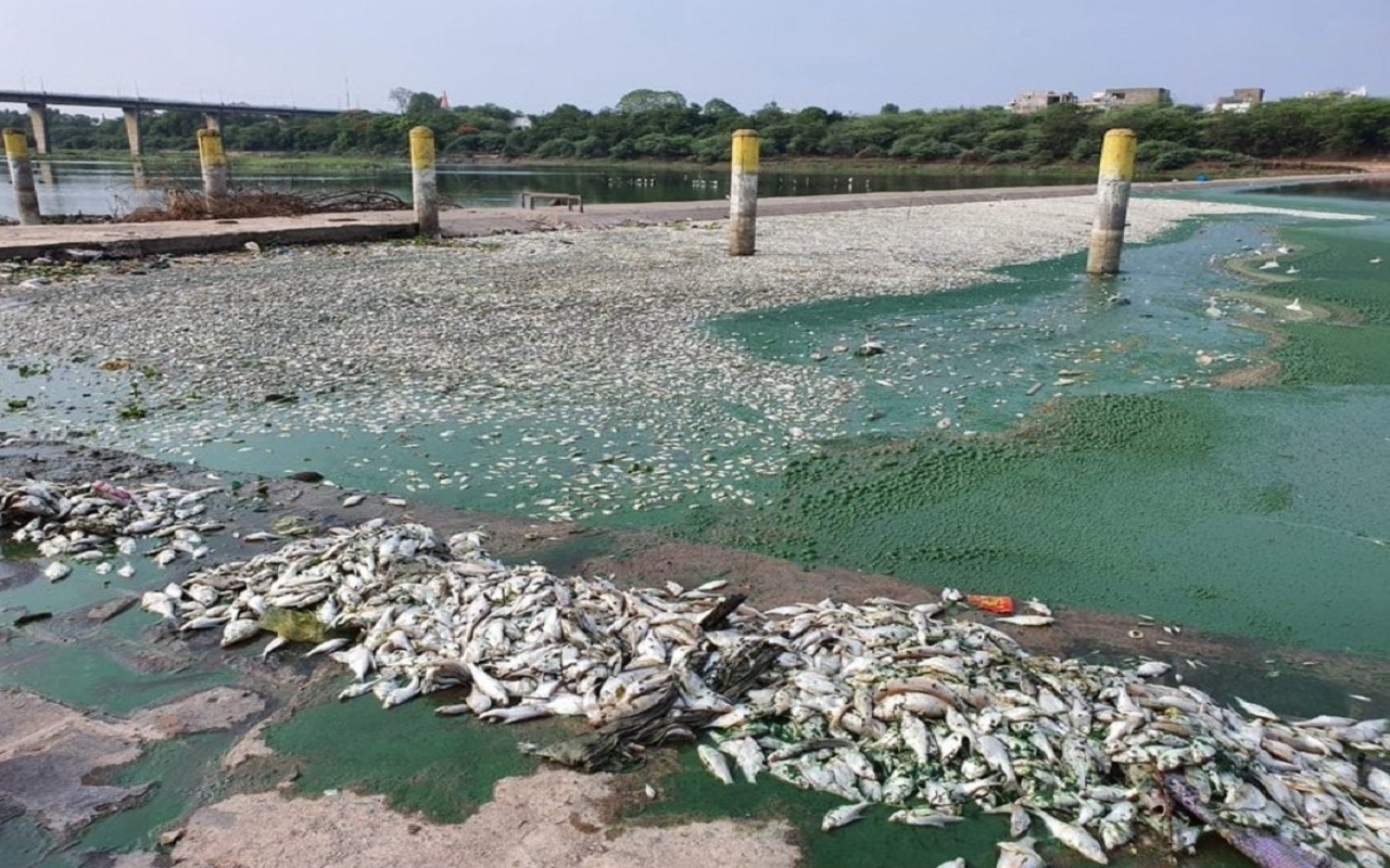 Maharashtra: Fishes found dead on the banks of Godavari in Nanded, investigation begins