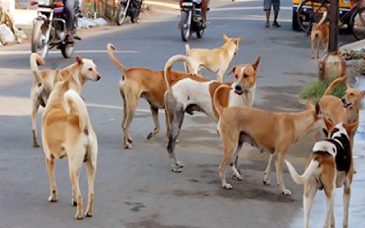 Deer killed by stray dogs in Maharashtra's Thane district