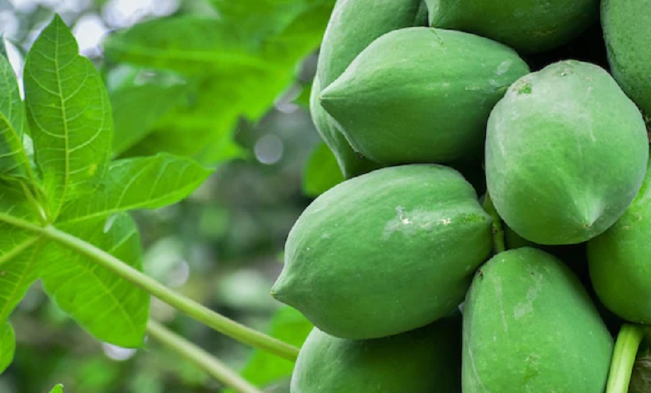 Health Tips: Raw papaya is beneficial for health in many ways, you will be surprised to know its benefits