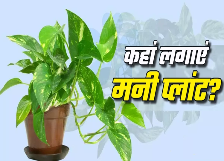 Vastu Tips: If you also keep money plant like this then you will become poor, keep these Vastu rules in mind