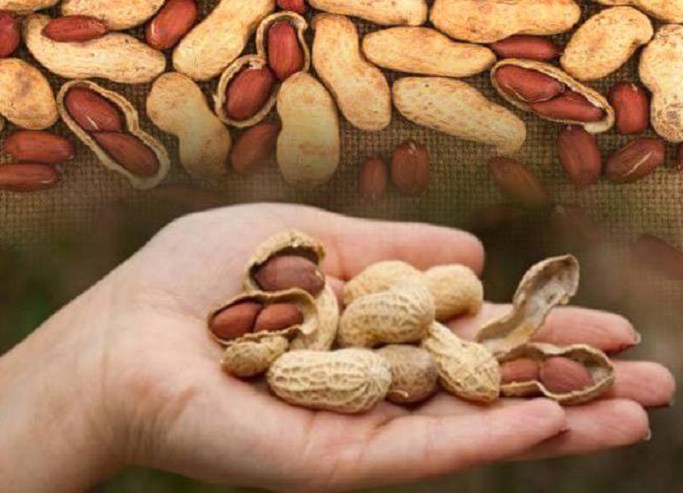 Health Tips: You will get many benefits by consuming peanuts, you should also know this