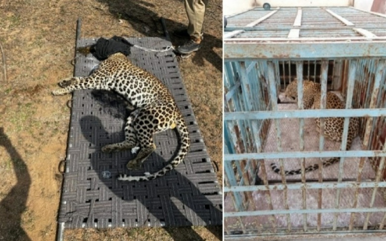 Five injured in leopard attack in Balrampur