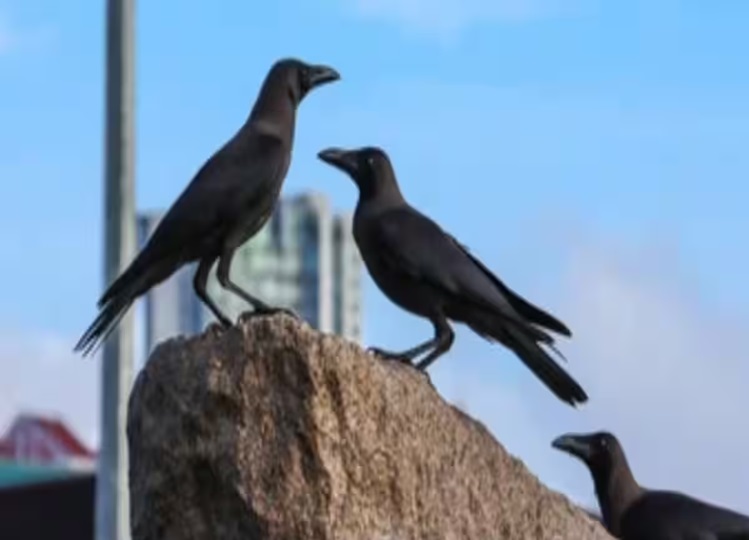 Is it auspicious or inauspicious if a crow pecks on your head? Follow these remedies