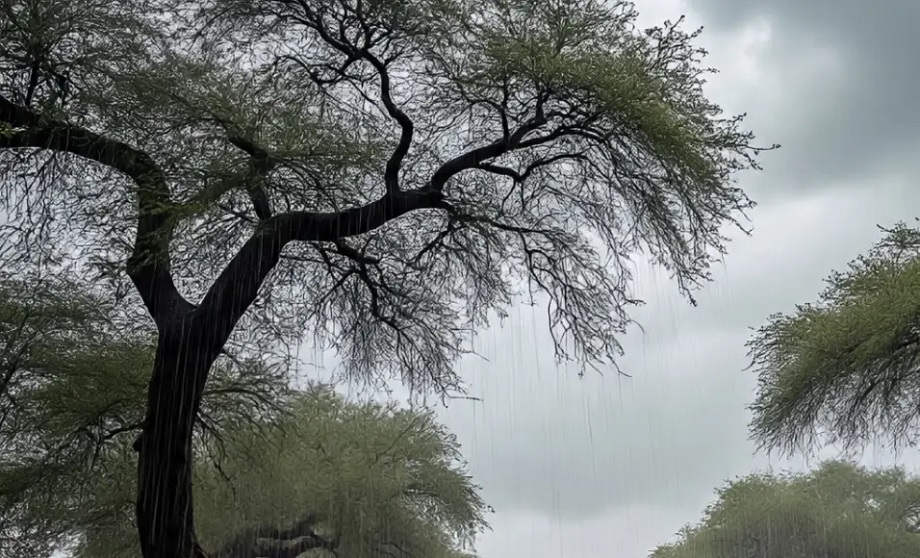 Rajasthan Weather Update: This alert has been issued for the next 4-5 days, rain may occur in these divisions.