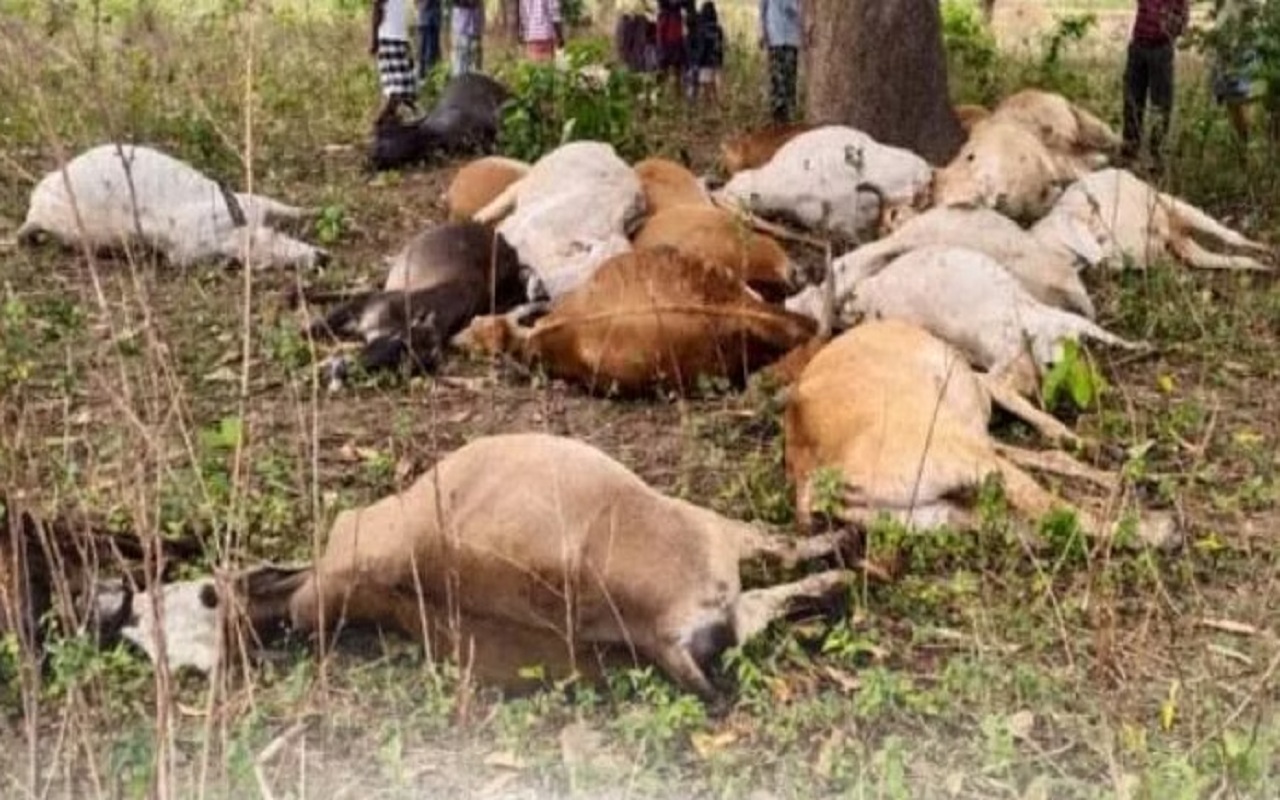 Chhattisgarh: 23 cattle died due to lightning in Korba