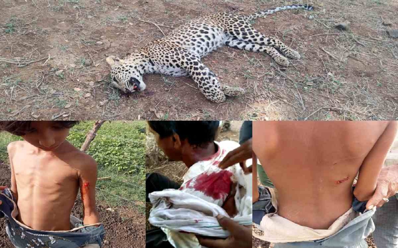 MP: Leopard attacked a man, was beaten to death by villagers