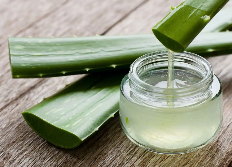 Health Tips: You will also be happy after knowing the benefits of Aloe Vera, start using it from today.