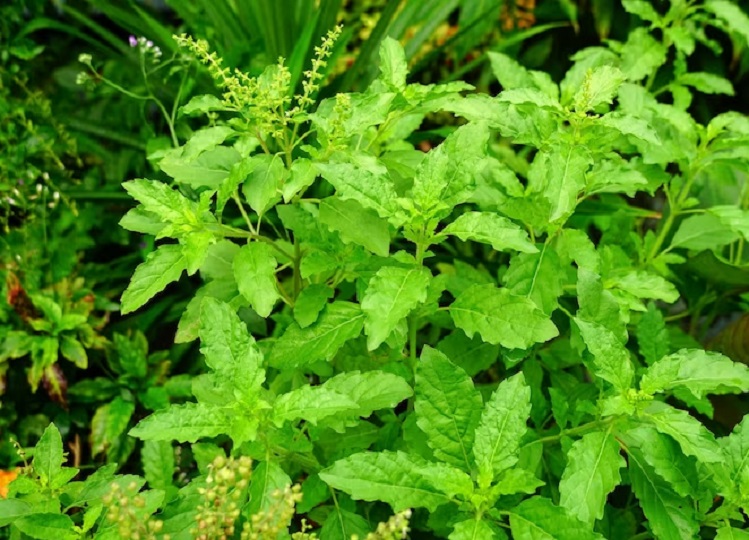 Vastu Tips: Plant a Tulsi plant in your house on this day, money will rain