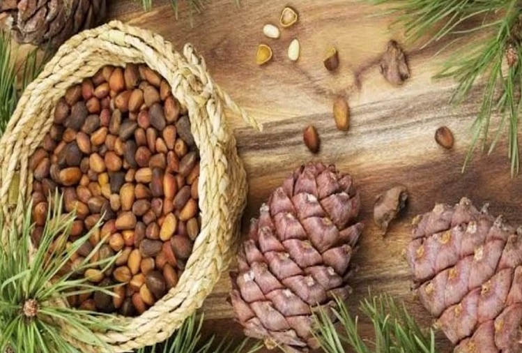 Health Tips :Pine nuts are beneficial for health and hair, skin
