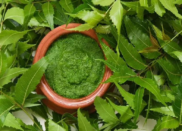 Health Tips: Consuming Neem leaves at this time will be beneficial for you, start from today itself.