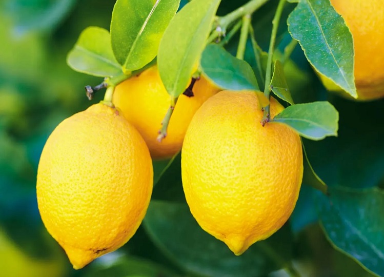 Health Tips: Health can deteriorate due to excessive consumption of lemon, you may have to face these problems