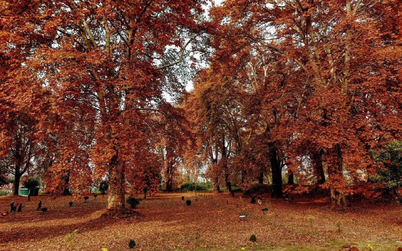 Russian poplar trees pose health hazards in Kashmir
