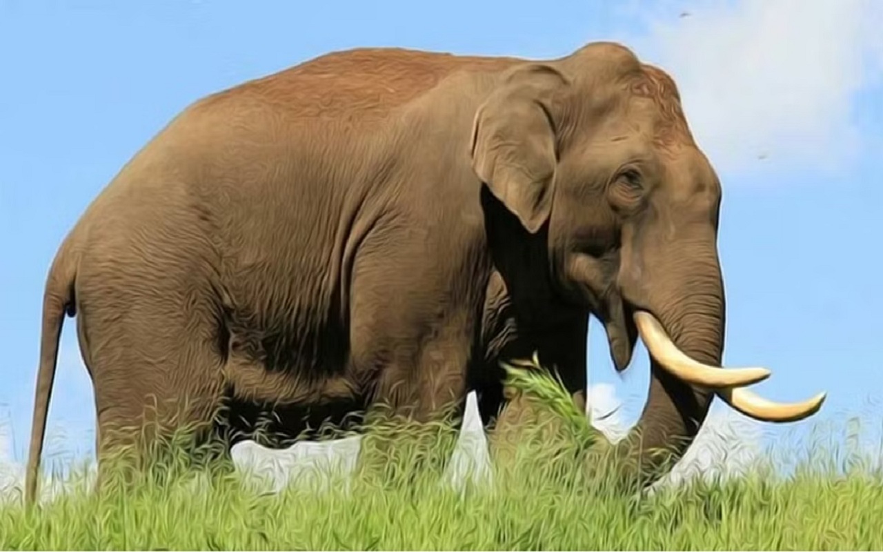 Kerala: A wild elephant named Arikomban strayed into Tamil Nadu