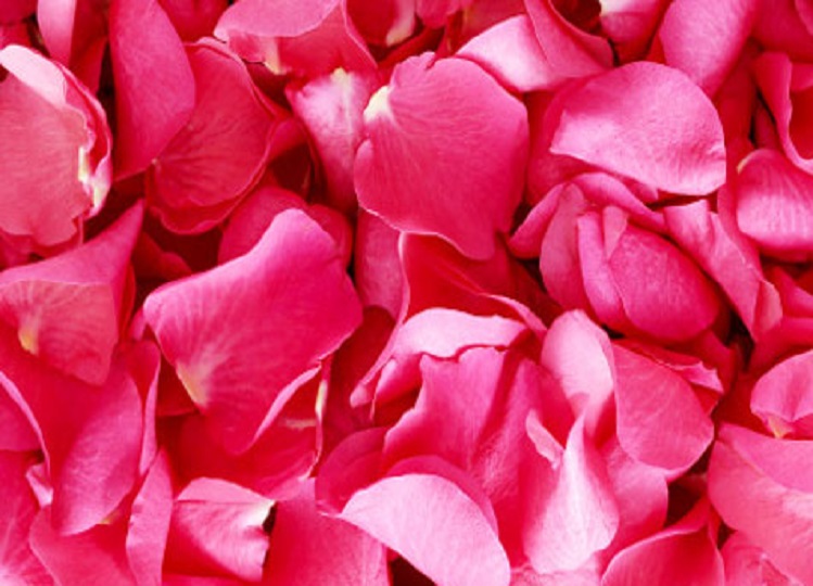 Beauty Tips: Rose petals enhance the beauty of the face, just use them in this way