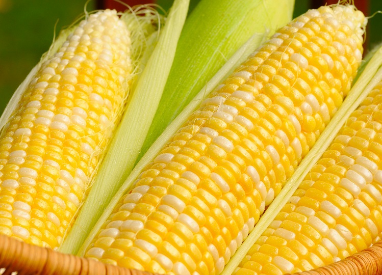 Health Tips: Include corn in your diet during winter season, you will get these health benefits