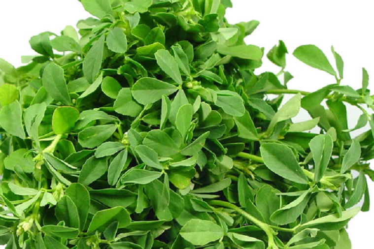 Health Tips: Fenugreek leaves are very beneficial, their consumption gives benefits