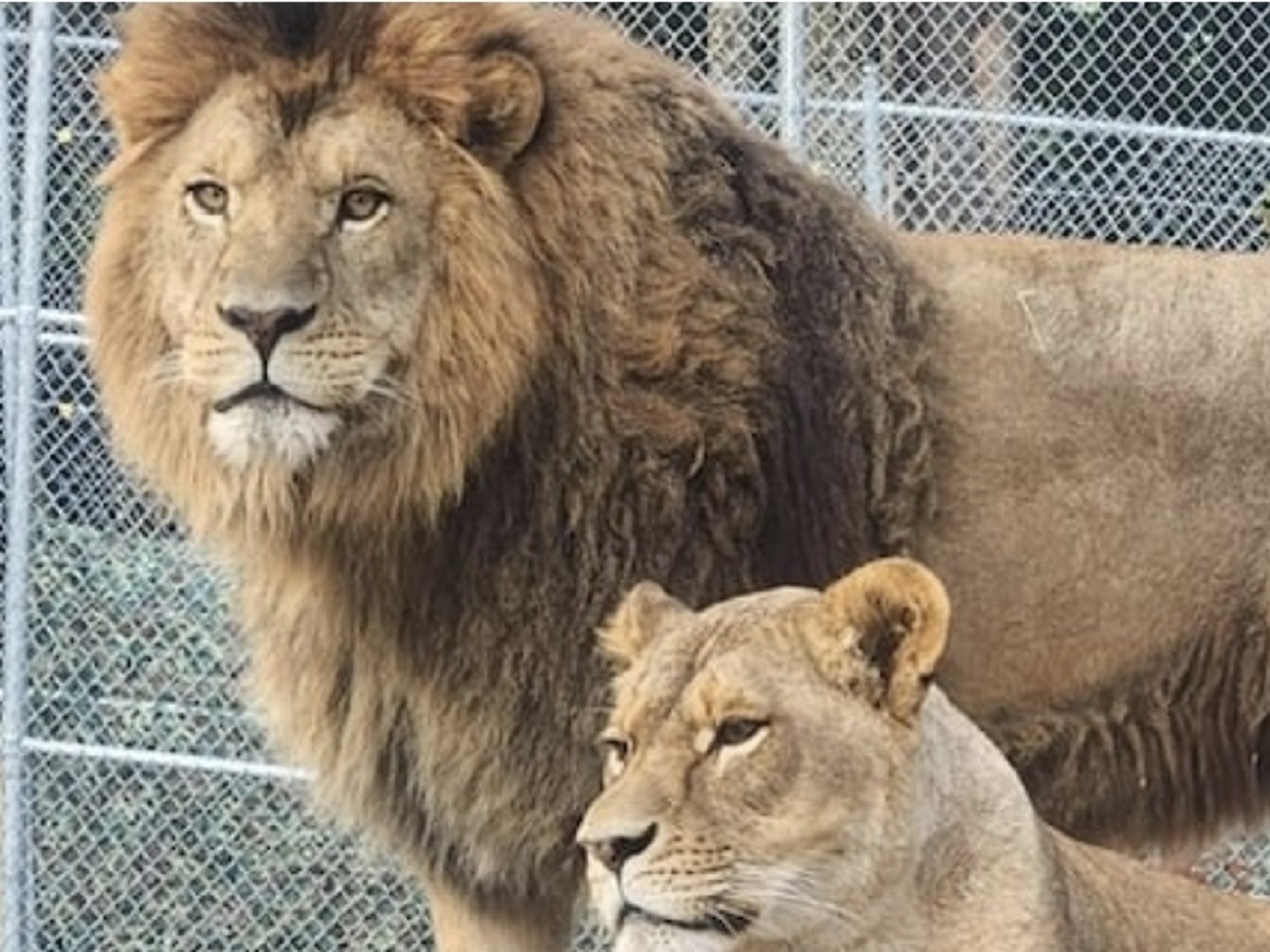 Canada: Residents in the vicinity have expressed concern regarding the housing of lions in the wildlife sanctuary