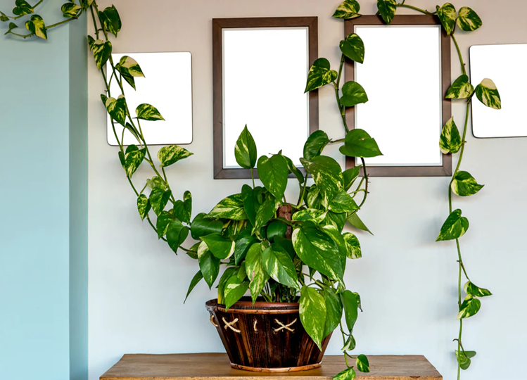 Vastu Tips: Money plant kept in this direction will make you poor, according to Vastu, mix this thing in water and put it on the plant, money will rain