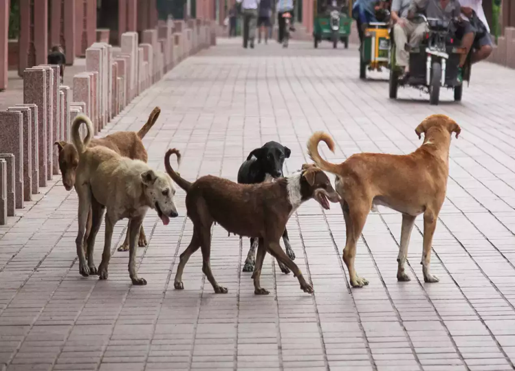 Video of a dog eating human organs outside SMS Hospital in Jaipur goes viral, people are shocked