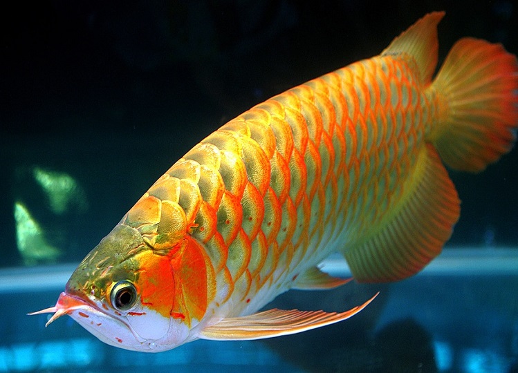 Vastu Tips: Keep this fish in your house, your luck will shine, know this