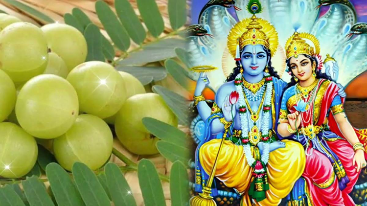 Amla Navami 2024: Know the date, time, significance and other information related to this festival