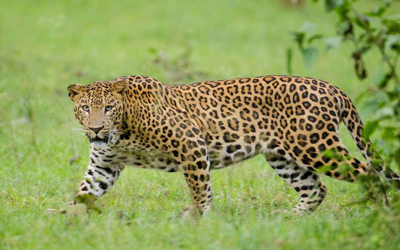 Leopard, which hunted several cattle in Sikkim, was caught and released into the wild