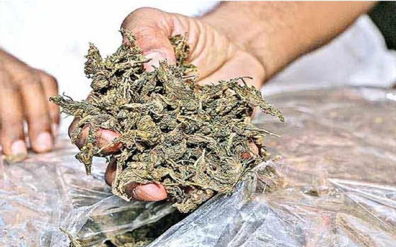 Maharashtra: Ganja worth Rs 8.30 lakh seized from a car in Thane, two arrested