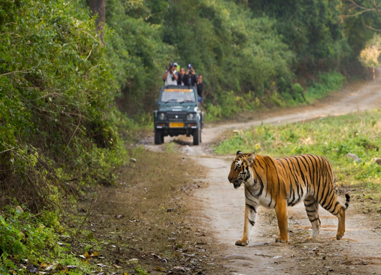 Travel Tips: Make a plan to go to Jim Corbett with friends or family members, this tour package is very cheap