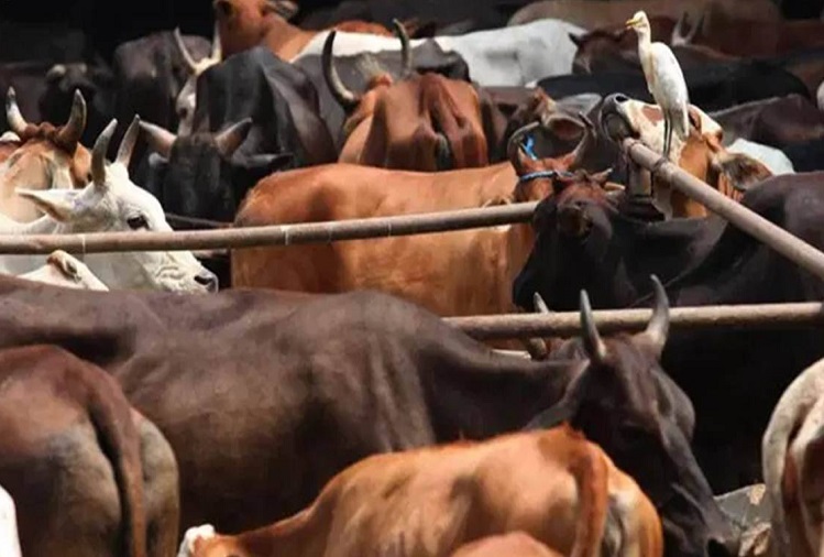 ban on bringing cattle from other states in north goa for two more months